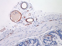 Mouse colon stained with CD31 rat monoclonal antibody