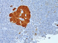 Pancreas stained with Secretagogin antibody