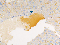 Mouse liver without Rodent Block and XR Factor