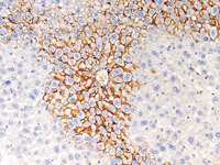 Goat anti-E-cadherin on mouse liver (DAB)