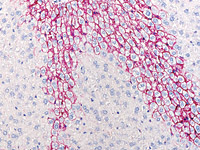 Goat anti-E-cadherin on mouse liver (FR)