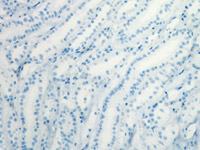 Kidney (negative control) stained with MACH 1 showing no endogenous biotin staining. No avidin-biotin blocking procedure necessary