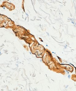 Skin stained with Collagen IV antibody