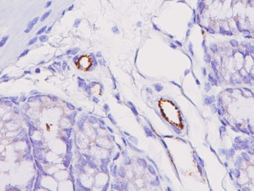 Mouse colon stained with CD31 rat monoclonal antibody