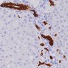 Bile ducts in normal liver stained with Cytokeratin 19 antibody