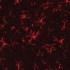 Rat spinal cord stained with Microglia antibody