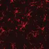 Rat spinal cord stained with Microglia antibody