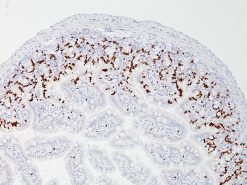 Bromodeoxyuridine positive mouse intestine stained with anti-BrdU antibody