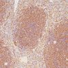 Spleen stained with HLA-B [BC43] antibody