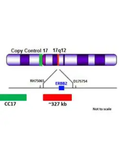 ERBB2 (17q12) Red + Copy Control 17 Green FISH Probe
