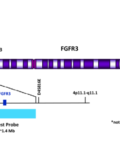 FGFR3 (4p16.3) Aqua FISH Probe
