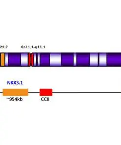 NKX/MYC del-TECT™ Four Color