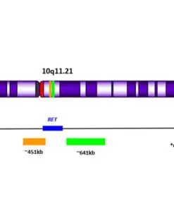 RET (10q11.21) Break Apart Orange/Green