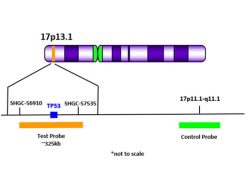TP53 (17p13) Orange + Copy Control 17 Green