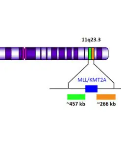 MLL Break Apart Orange/Green