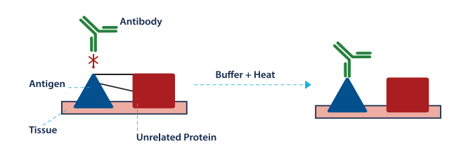 Biocare Buffer and Heat Visual 