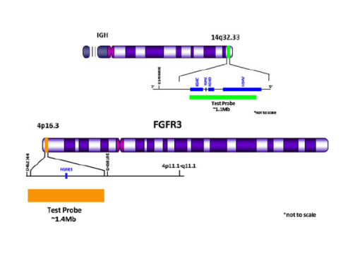 IGH (14q32) Green/ FGFR3 (4p16.3) Orange FISH Probe