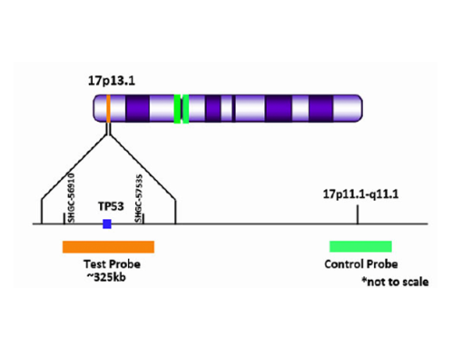 TP53 (17p13) Orange + Copy Control 17 Green FISH Probe