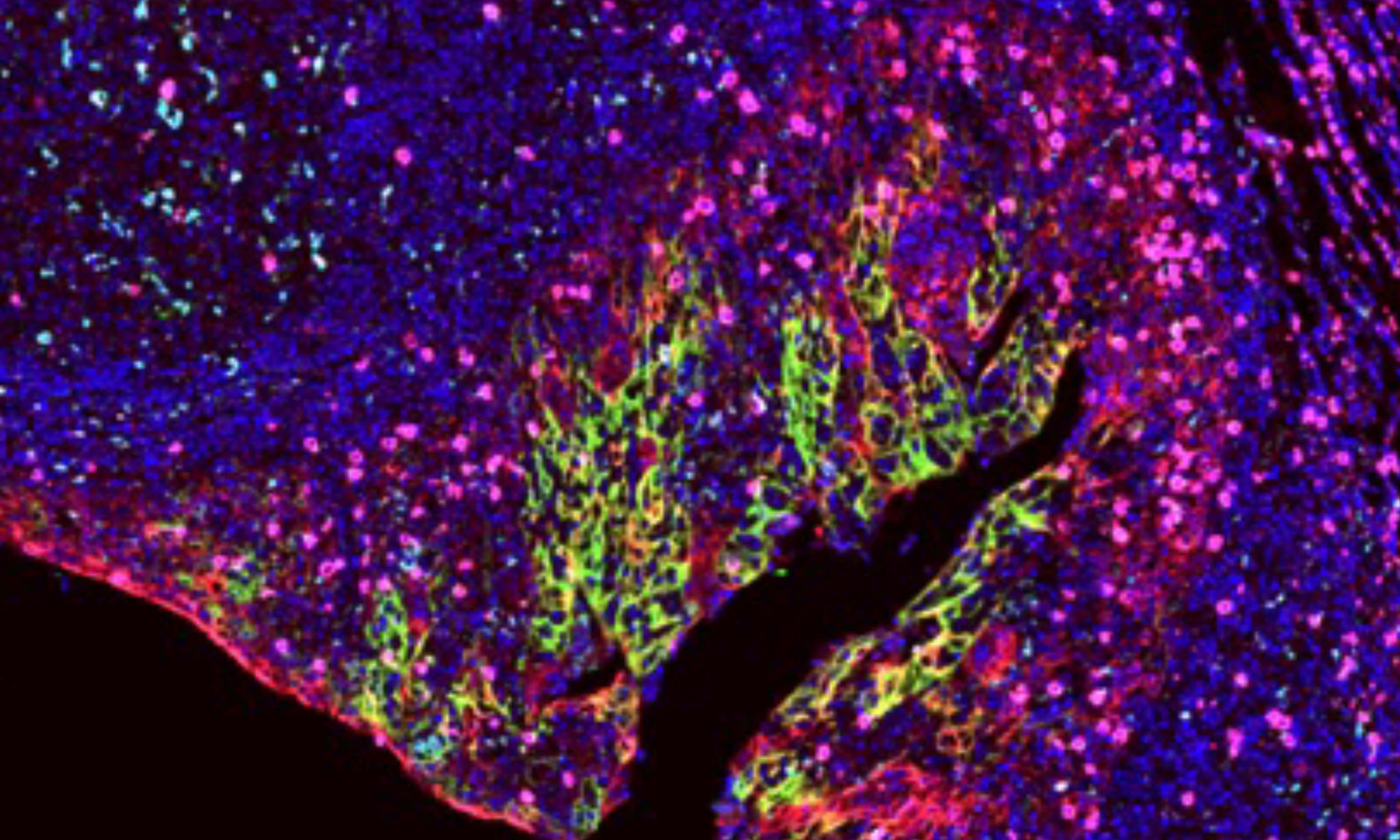 Biocare s Technology Partners Biocare Medical